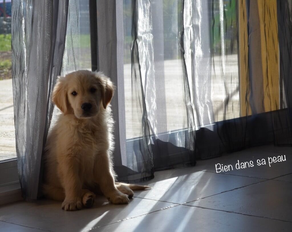 nous-avons-pris-un-chiot-bien-dans-sa-peau-2