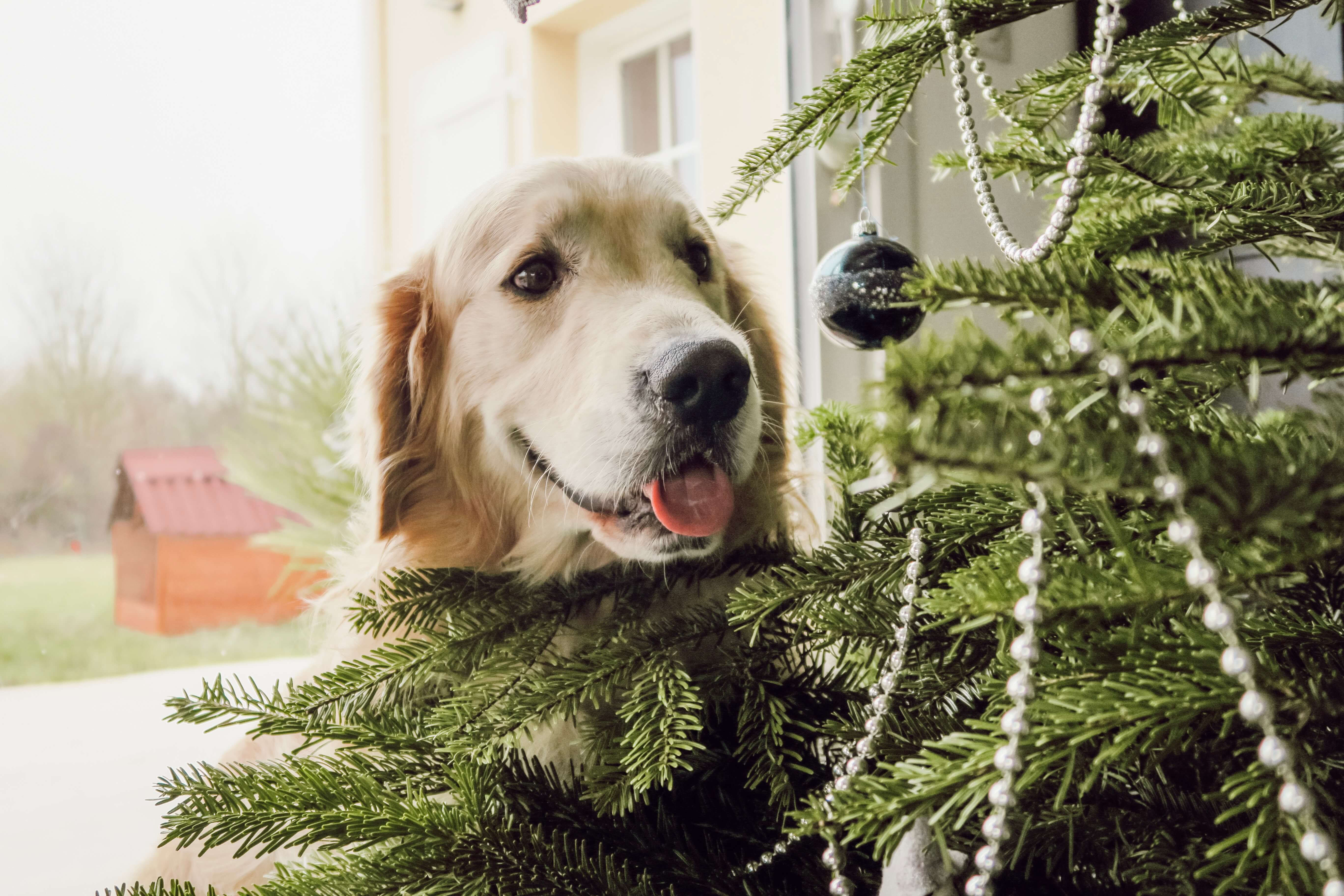wishlist de Noël